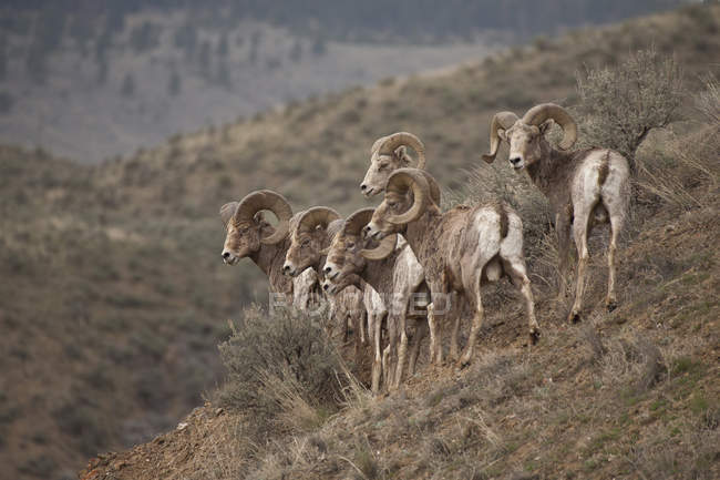 Gruppo di pecore bighorn della California nel prato della regione di Kootenay, Columbia Britannica, Canada — Foto stock