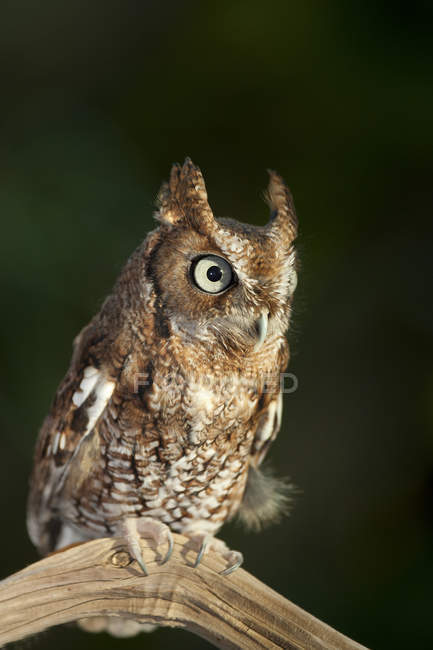 Eastern screech-owl sitting on wooden branch. — Stock Photo