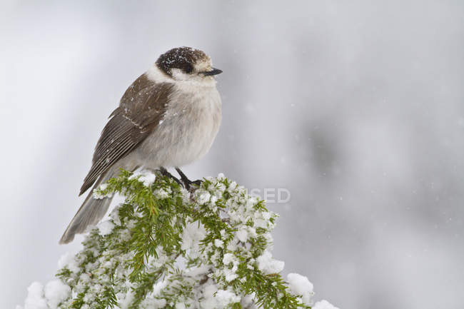 Gray jay bird perched on conifer tree top covered in snow, close-up. — Stock Photo