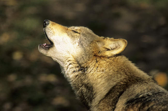 Loup gris hurlant dans le nord de l'Alberta, Canada . — Photo de stock