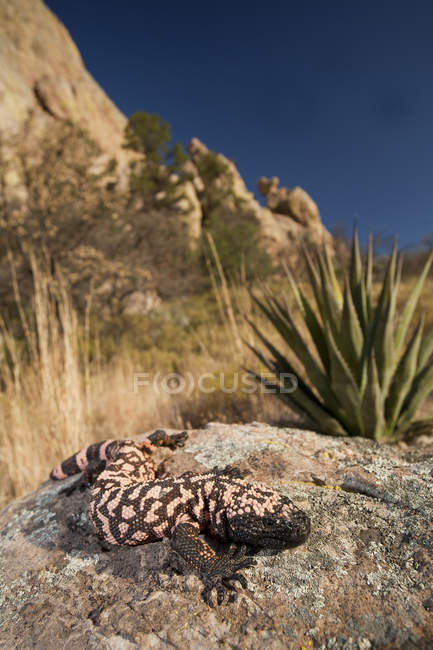 Lagarto monstro gila reticulado em rochas no Arizona, EUA — Fotografia de Stock