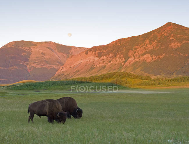 Buffalos grazing on green grass in Waterton Lakes National Park, Alberta, Canada — Stock Photo