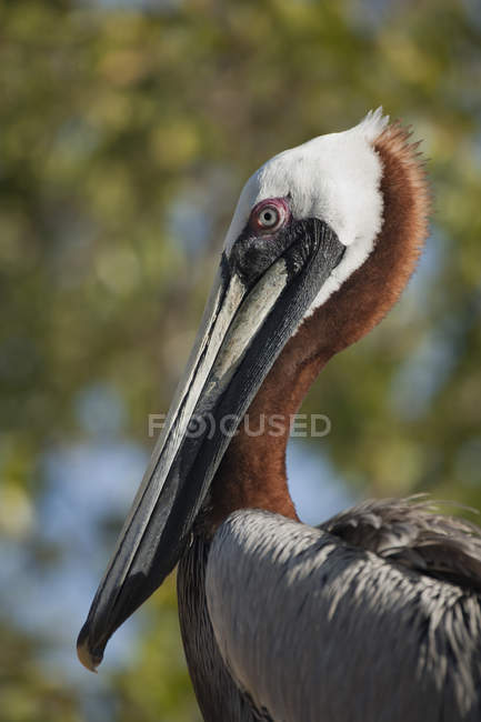 Коричневый пеликан с длинным клювом, крупным планом — стоковое фото