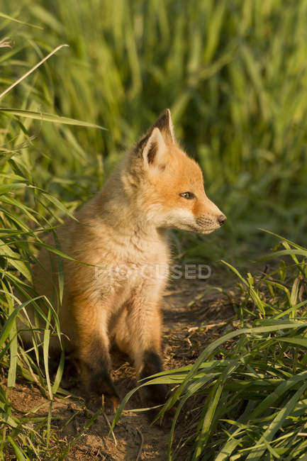 Red fox kit sitting in green meadow grass. — Stock Photo