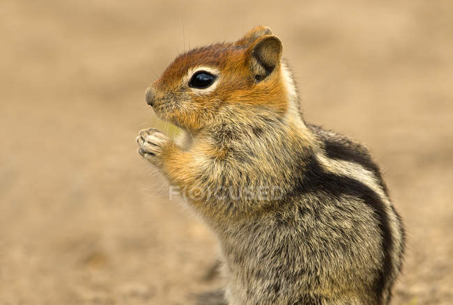 Écureuil terrestre au manteau doré à Deschutes National Forest, Oregon, États-Unis — Photo de stock