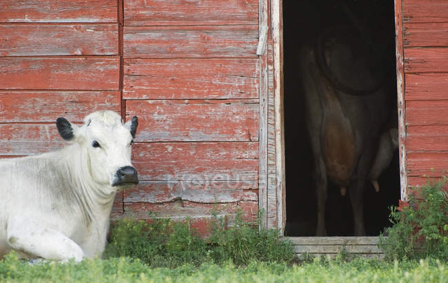 Vacas por celeiro vermelho no sul de Saskatchewan, Canadá — Fotografia de Stock