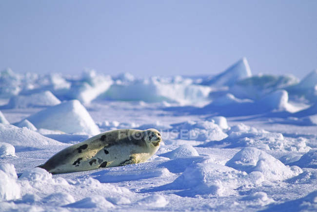 Juvenile harp seal on Magdalen Islands, Gulf of Saint Lawrence, Canada. — Stock Photo