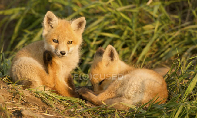 Kits de zorro rojo descansando en hierba verde del prado . - foto de stock