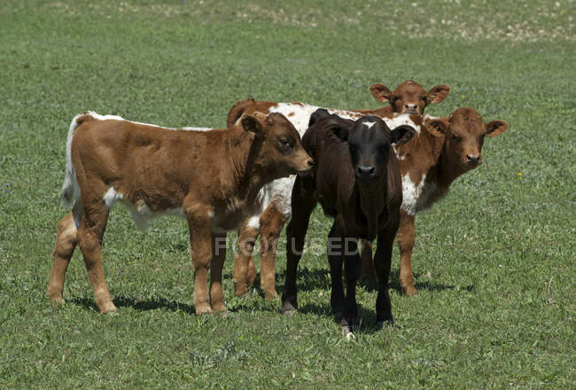 Texas Longhorn bezerros de gado em pastagem no Texas, EUA . — Fotografia de Stock