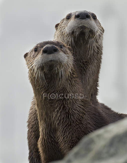 North American river otters on shore in British Columbia, Canada — Stock Photo