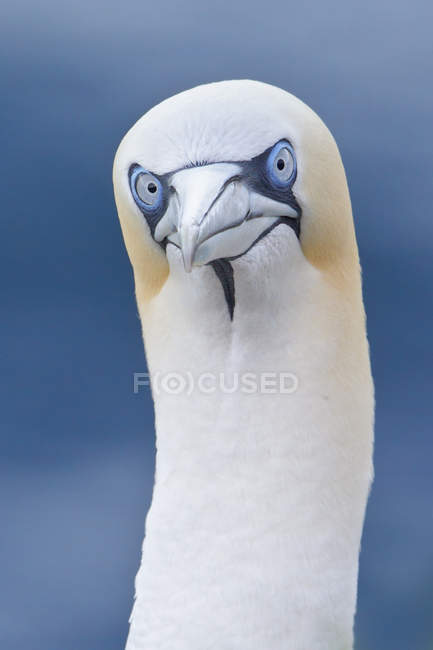 Portrait of northern gannet seabird outdoors. — Stock Photo