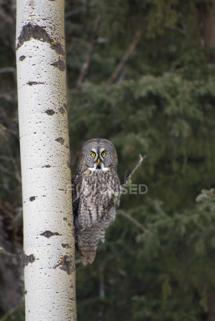 Great gray owl perching on birch tree trunk. — Stock Photo