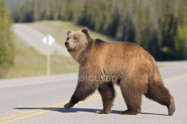 Grizzlybär überquert Autobahn bei Timber Creek, Alabama, Kanada — Stockfoto