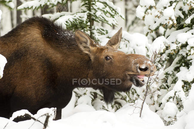 Elchkuh auf Büffelbeerzweigen im Jaspis-Nationalpark, Alberta, Kanada — Stockfoto