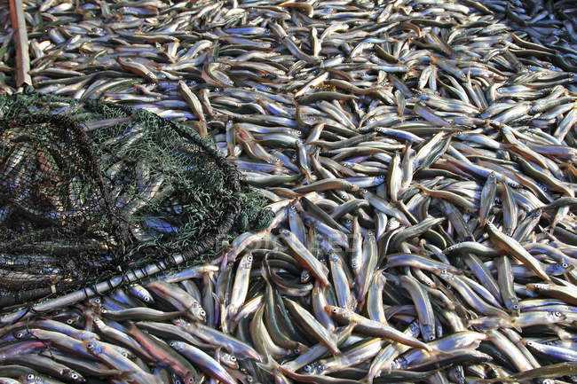Трейлер, заповнений свіжо захопленою в сітці рибою — стокове фото