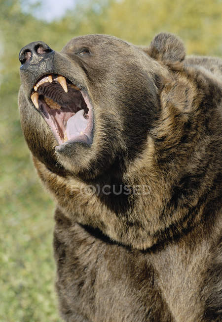 Retrato de urso pardo rosnando ao ar livre
. — Fotografia de Stock