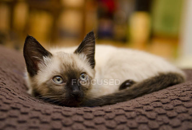 Сиамский котенок мирно отдыхает дома — стоковое фото
