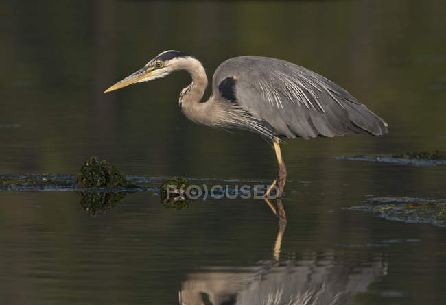 Great blue heron bird hunting in wetland. — Stock Photo