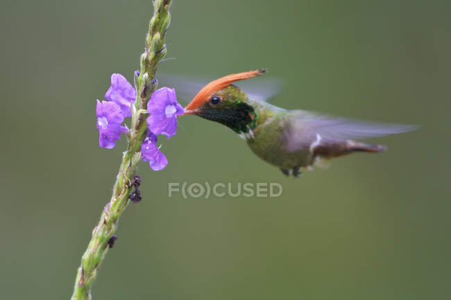 Colibrí de coqueta de cresta rufa volando mientras se alimenta de flores . - foto de stock