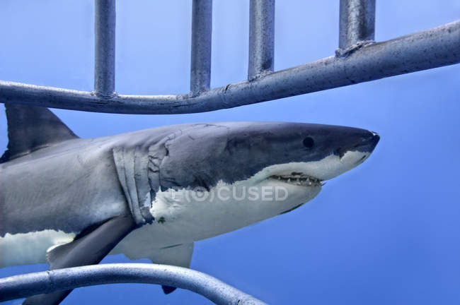 Vista subacquea dalla gabbia di grande squalo bianco che nuota nell'acqua blu del mare
. — Foto stock