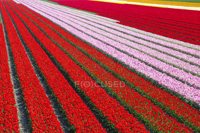 Campo di tulipani rossi e rosa, Olanda Settentrionale, Paesi Bassi — Foto stock