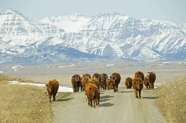 Red angus cows on mountain road in Alberta, Canada. — Stock Photo