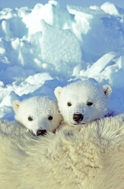 Polar bear cubs cuddling on female animal fur in snow of Arctic Canada. — Stock Photo