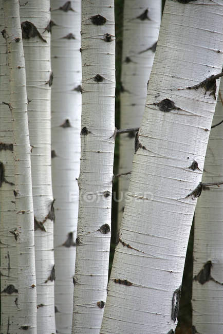 Close-up of tree trunks in aspen grove — Stock Photo