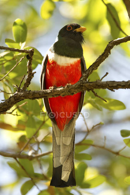 Elegante pájaro trogón sentado a la luz del sol en la rama del árbol - foto de stock