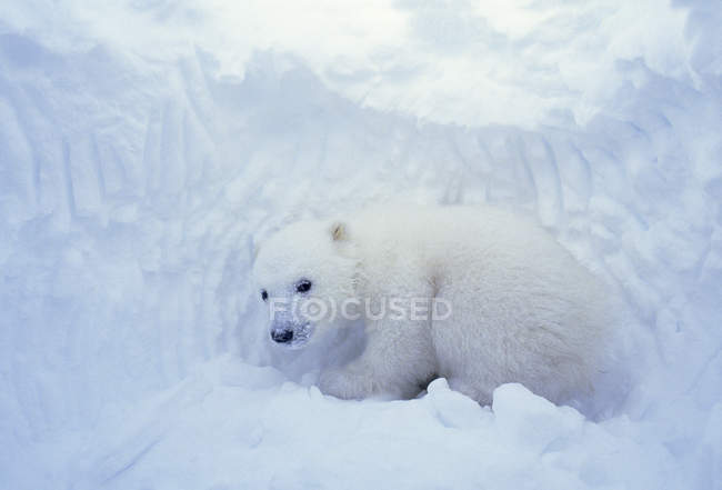 Cachorro de oso polar dentro de la guarida natal en la costa de Hudson Bay, Canadá . - foto de stock