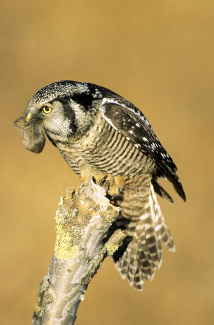 Northern hawk-owl with rodent prey on mossy wood. — Stock Photo