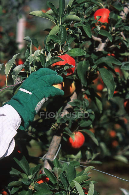 Крупный план руки в зеленой перчатке, собирающей спелые яблоки с дерева — стоковое фото