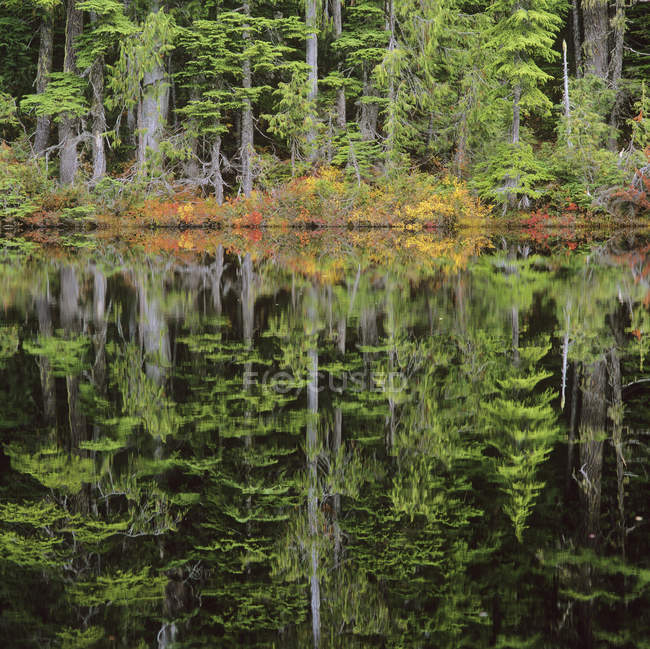 Autumnal reflection of trees on spectacle lake, Caren Range, British Columbia, Canada. — Stock Photo