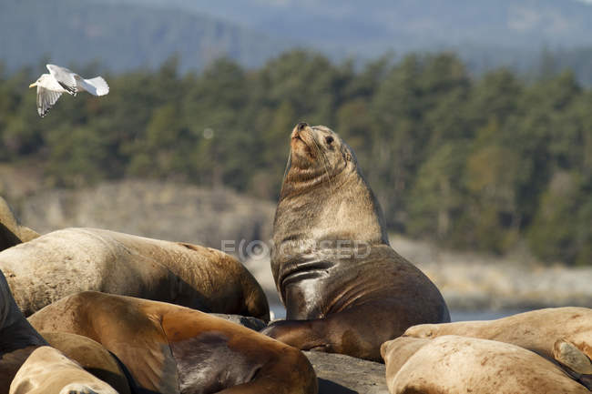 Каліфорнія морських левів, відпочиваючи на гонку порід, Вікторія, Британська Колумбія, Канада. — стокове фото
