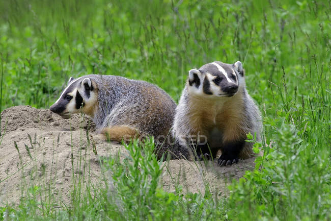 American badger kits at natal burrow, British Columbia, Canada — Stock Photo
