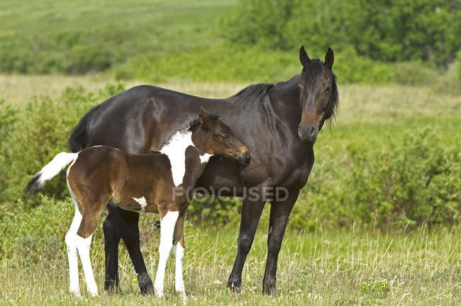 Horse with foal on ranch pasture in southwest Alberta, Canada. — Stock Photo