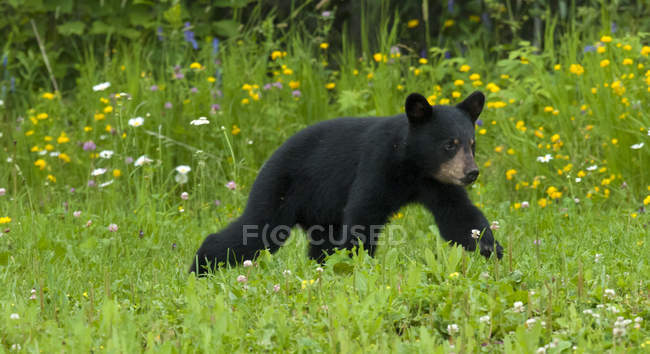 Wild American black bear cub walking in flowering meadow near Lake Superior, Ontario, Canada — Stock Photo