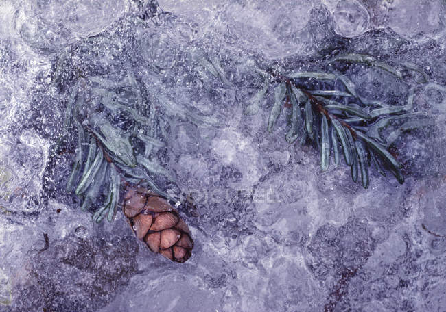 Gros plan du cône de mélèze tombé dans la glace — Photo de stock