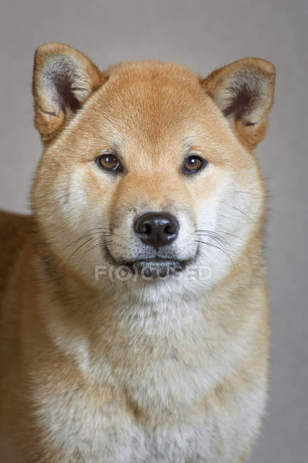 Retrato de adulto vermelho Shiba Inu cão, tiro estúdio . — Fotografia de Stock