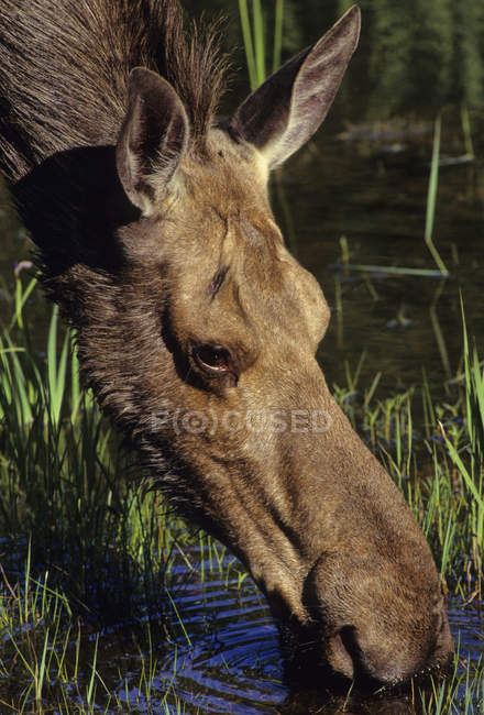 Закри жіночий лося пити в Algonquin Провінційний парк, Онтаріо, Канада — стокове фото