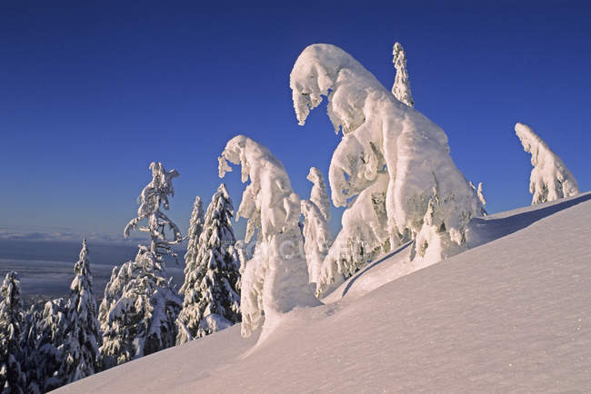 Landscape with snowy trees at dawn, Mount Seymour Provincial Park, British Columbia, Canada. — Stock Photo