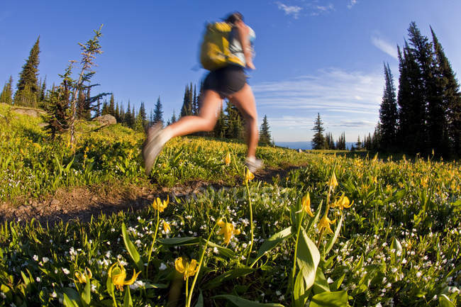 Женщина бежит по цветущему лугу в горах Трофи, Уэллс Грей Провинциальный парк, Клируотер, Британская Колумбия, Канада — стоковое фото