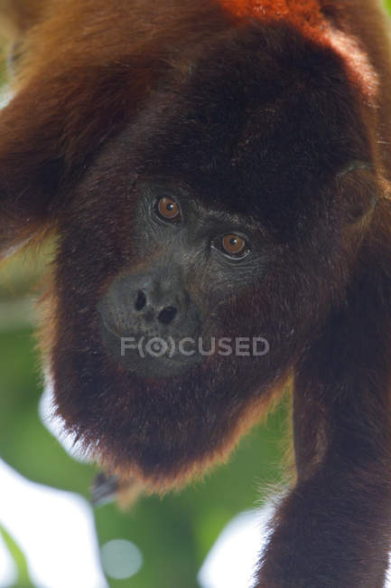 Червона мавпа висить на відкритому повітрі, крупним планом — стокове фото