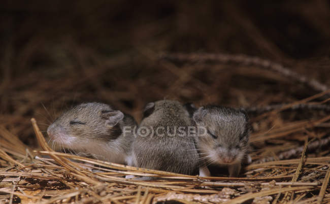 Recém-nascido Ratos Veados em Ninho, close up shot — Fotografia de Stock
