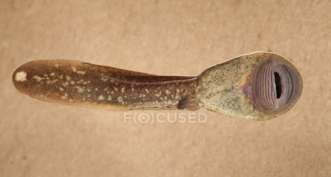 Primer plano de renacuajo de rana de cola de montaña rocosa - foto de stock