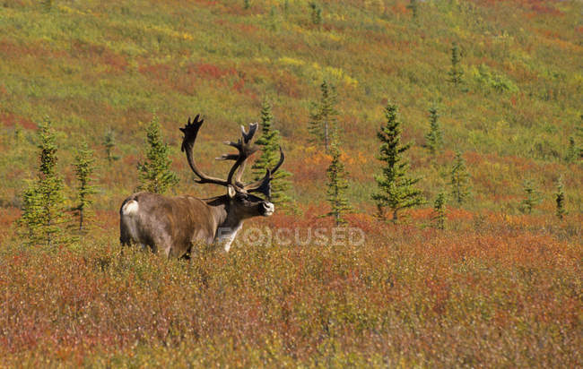 Caribou en el prado otoñal de Alaska, Estados Unidos de América - foto de stock
