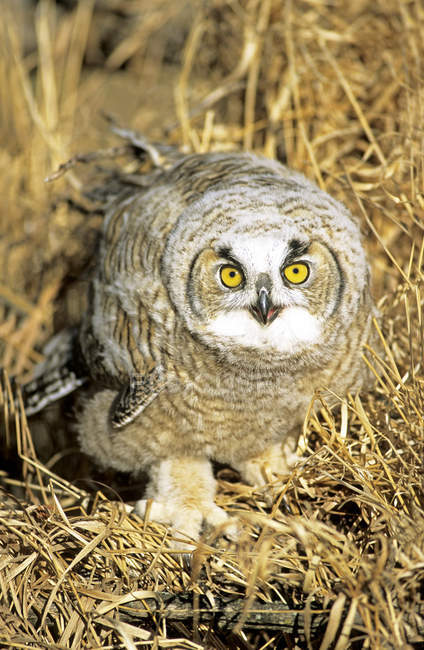 Young great horned owl standing on straw in barn. — Stock Photo