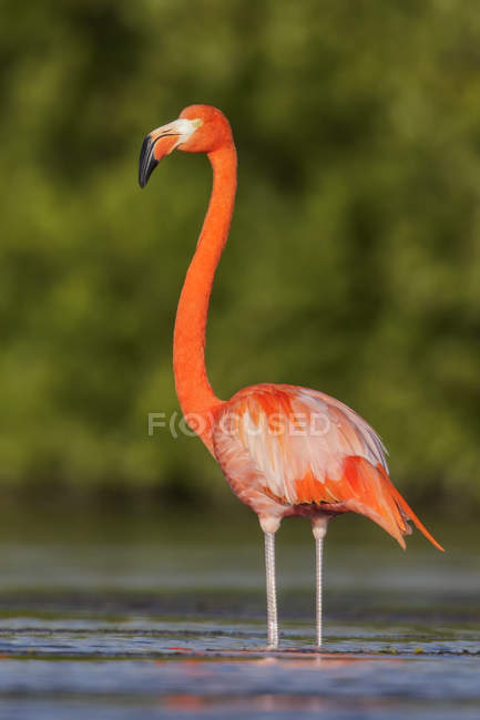 Amerikanischer Flamingo-Vogel ernährt sich im Wasser der Lagune in Kuba. — Stockfoto
