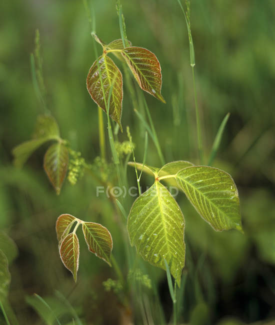 Poison ivy plante avec des feuilles au printemps . — Photo de stock