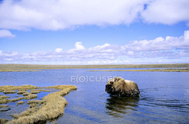 Boi-almiscarado Bull cruzando o lago raso tundra, Ilha Victoria, Nunavut, Canadá de Ártico. — Fotografia de Stock
